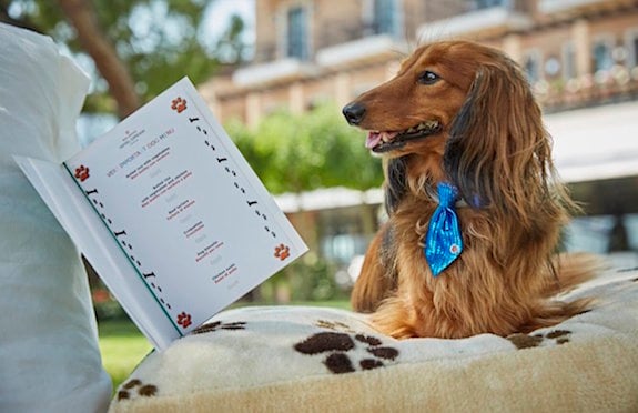 Spaniel peruses menu at Belmond Hotel Cipriani