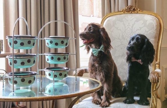 Doggy Afternoon Tea, The Egerton House Hotel, London