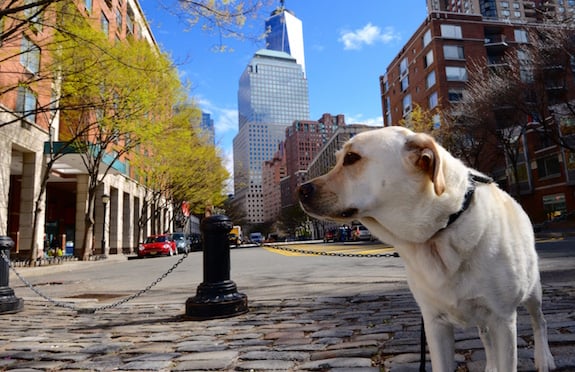 Labrador in Manhattan