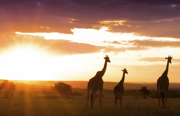 Masai Mara, Original Travel