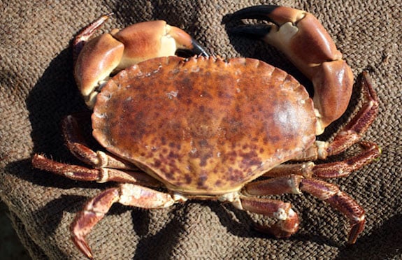 Cromer crab