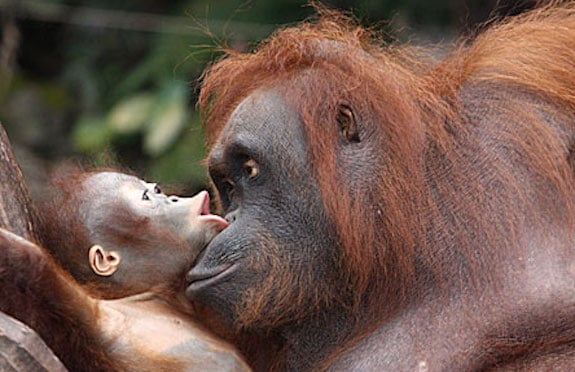 Sepilok Orangutan Sanctuary, Saga