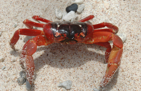 Red crab, Christmas Island