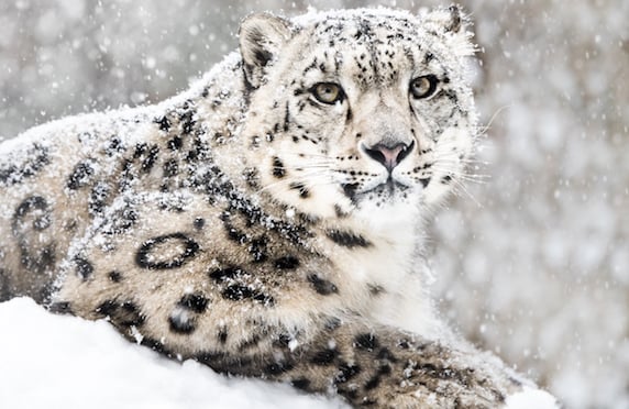 Snow leopard