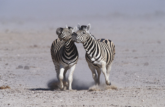 Burchell's zebra