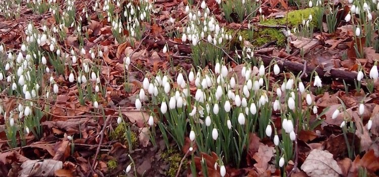 SNOWDROPS AND SCONES AT THE SCOTTISH SNOWDROP FESTIVAL by Maggie O'Sullivan Image